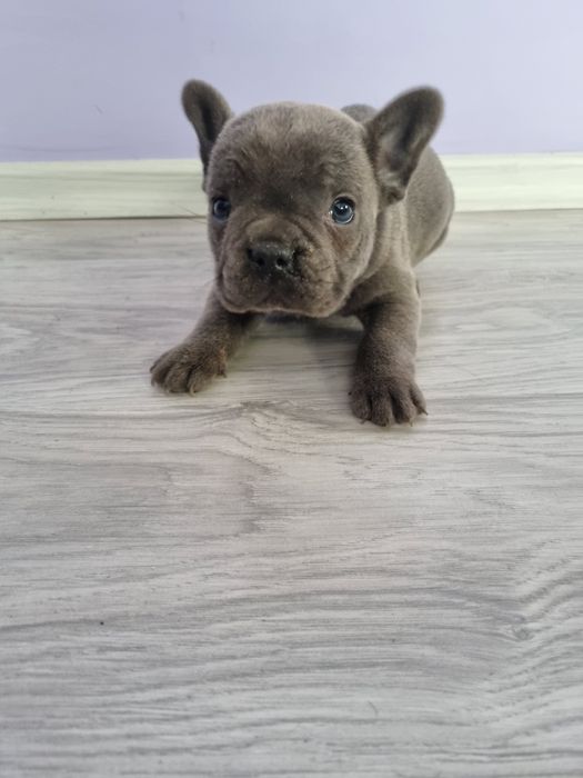 Френски булдог момче