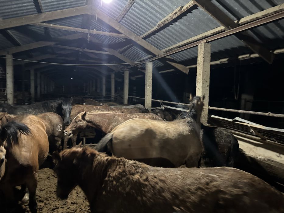 Қымыз шұбат ет сүт өнімдері