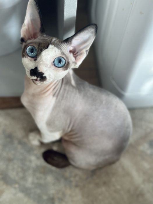 Котята канадского сфинкса