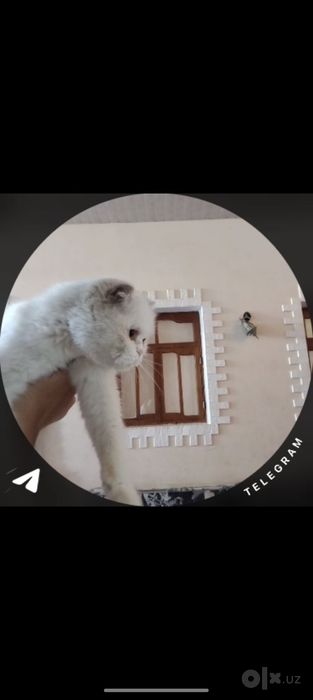 Liza qiz mushuggimiz sotiladi