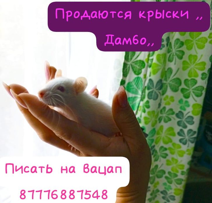 Продам крысят,,Дамбо,,