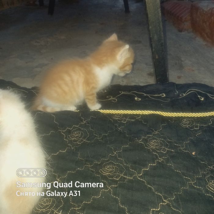 Котята домашние.