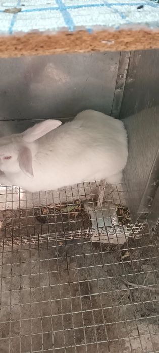 Куйон гошти заказга сойиб берамиз