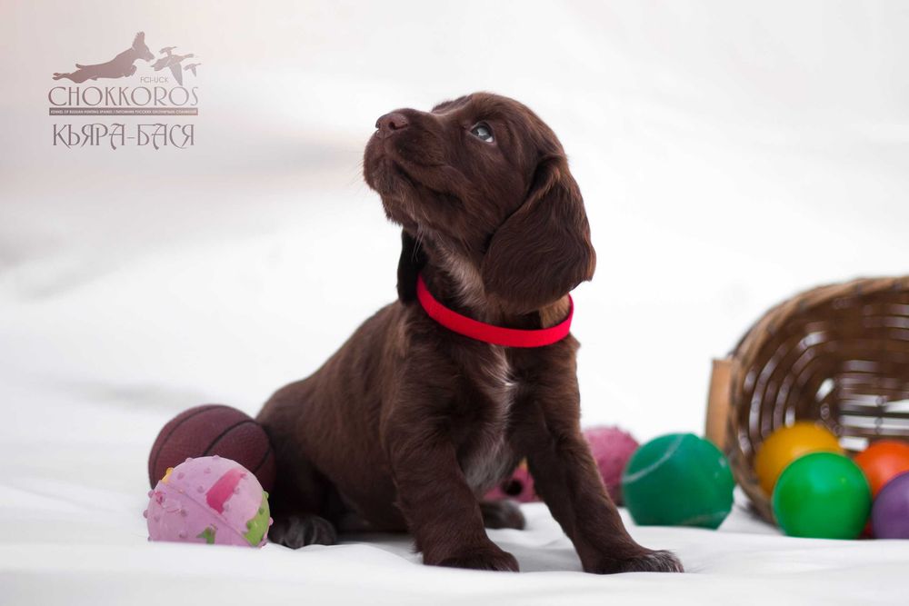 Шоколадные щеночки Спаниеля