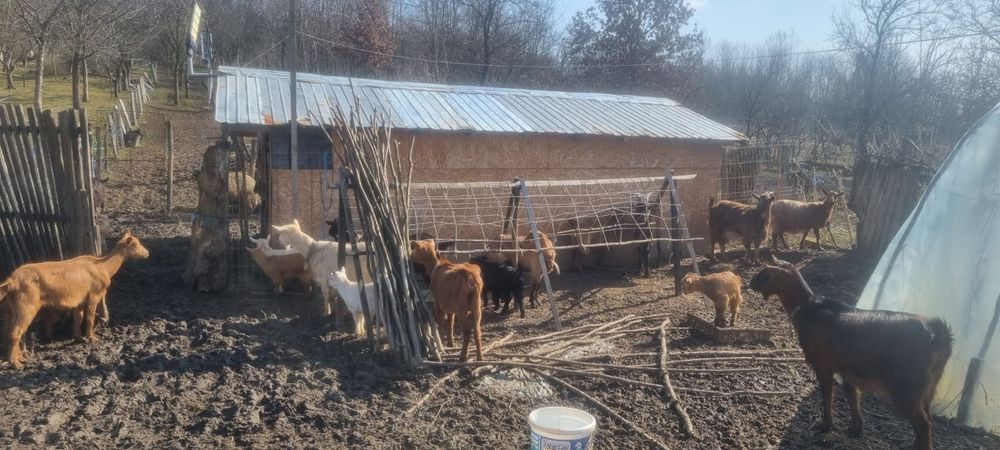 Capre și oi de vanzare