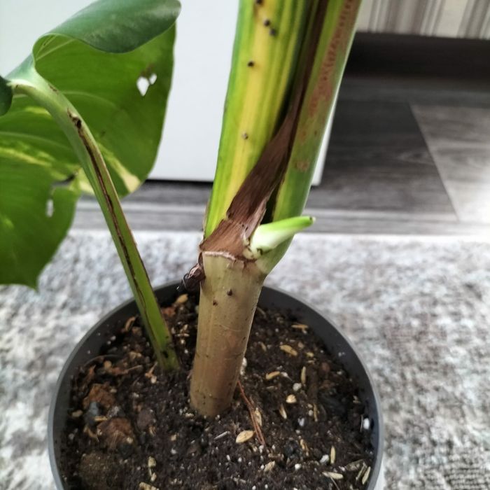 Редкое жёлтая монстера