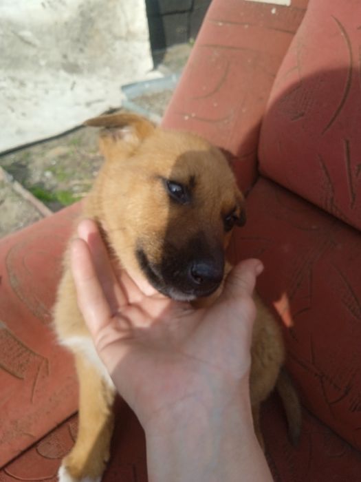 Отдам щенка, мальчик