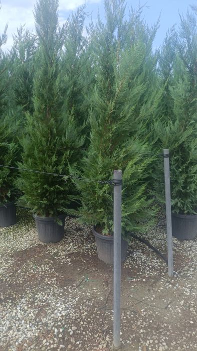Leylandy chiparosi pentru garduri vii venim întanpinarea clietilor cu o gama larga de plante si copaci decorativi
