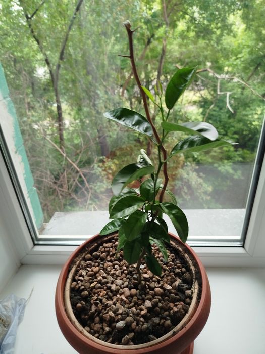 Продаются растения