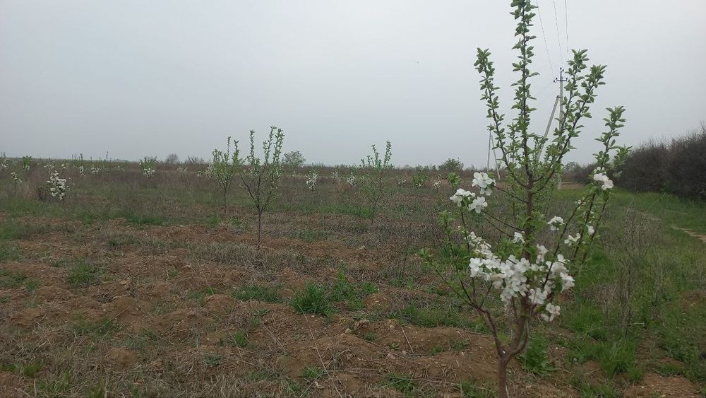 Мевали бог сотилади. .