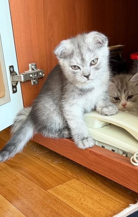 Веслоухая. шотландская