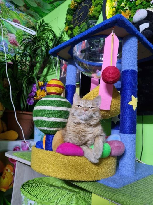 отдам кошку в добрые руки