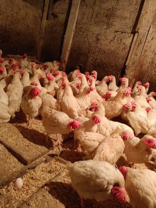 Куры несушки оптом и розницу