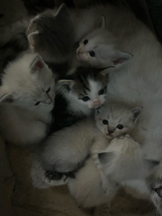 «Шотландский котёнок отдаётся