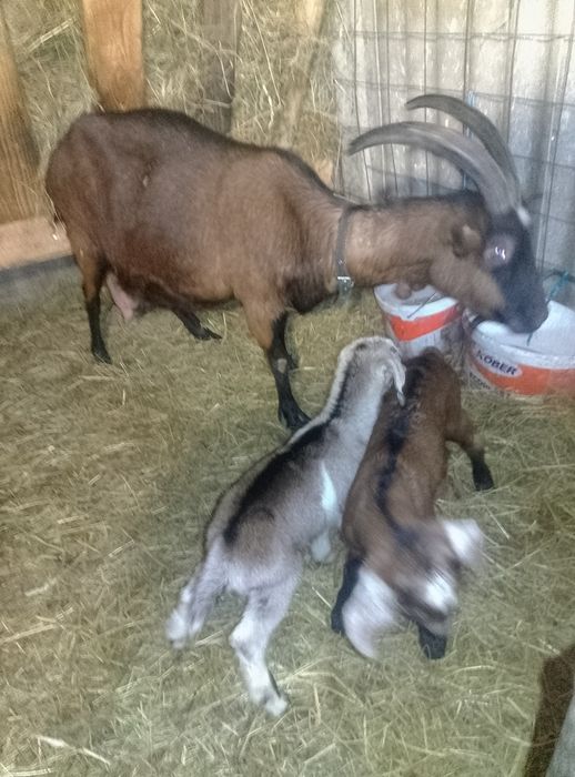 Vând două capre alpine franceze