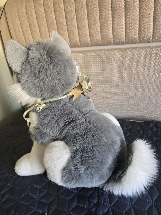 Голяма красиво Хъски