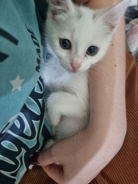 Кот 2 месяца отдаю
