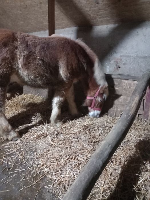 Vând manz 8 luni bland