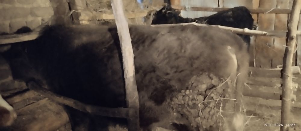 Продам 2 быков хороший