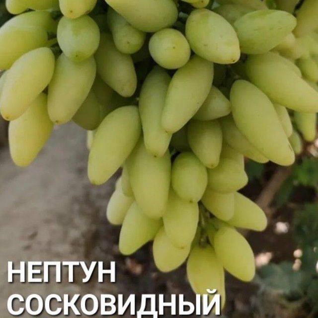 УЗУМ Аватар ламбаржини хелойин алвика велика сакура американски блек