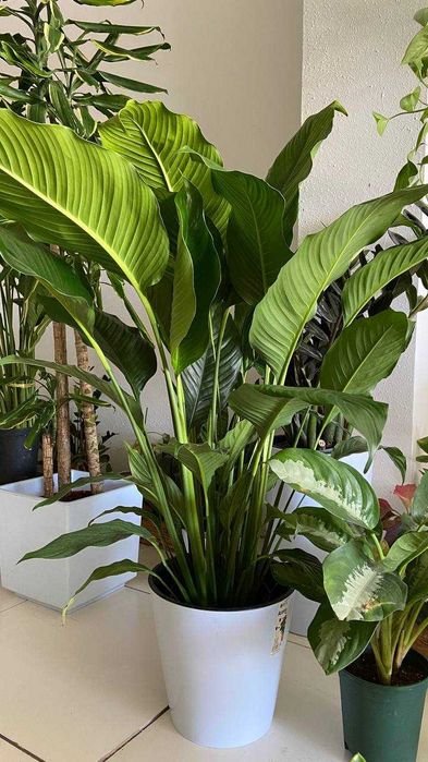 Комнатные растения для дома , ресторанов и офиса