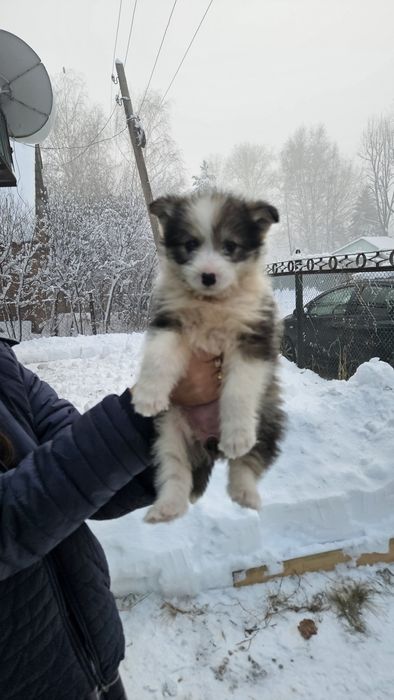 Отдам щенка в добрые руки