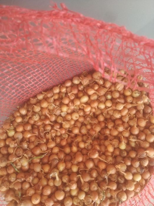 Арпаджик, балучка