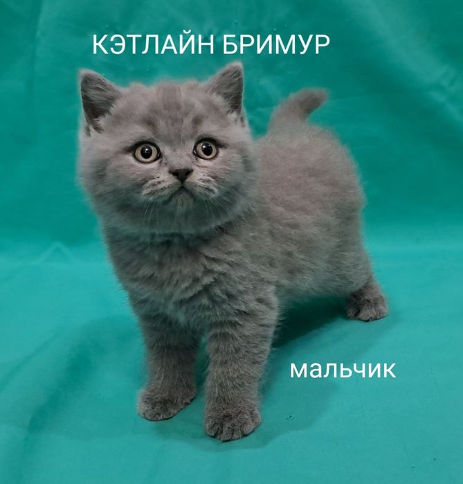 Британские котята из питомника!