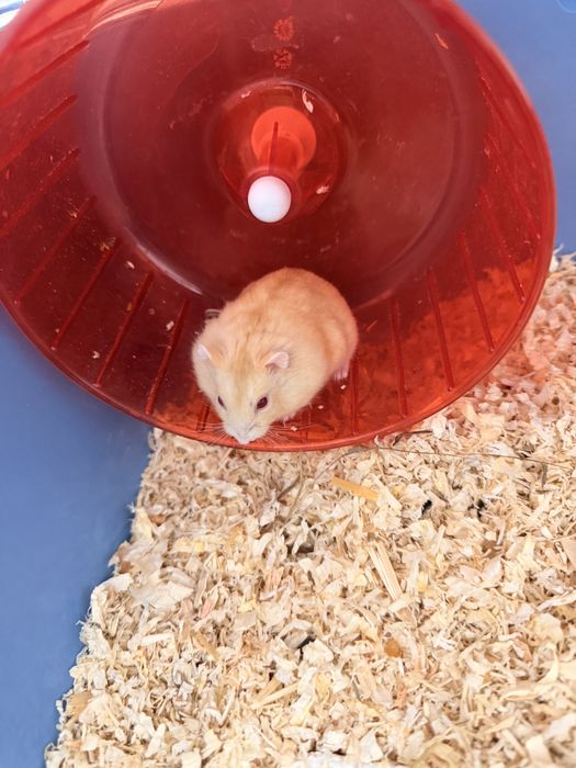 Vand Hamsteri pitici Campbell