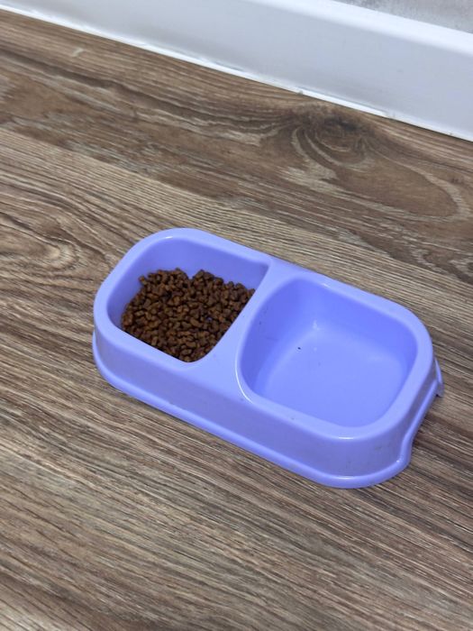 кошка  скотиш страйт