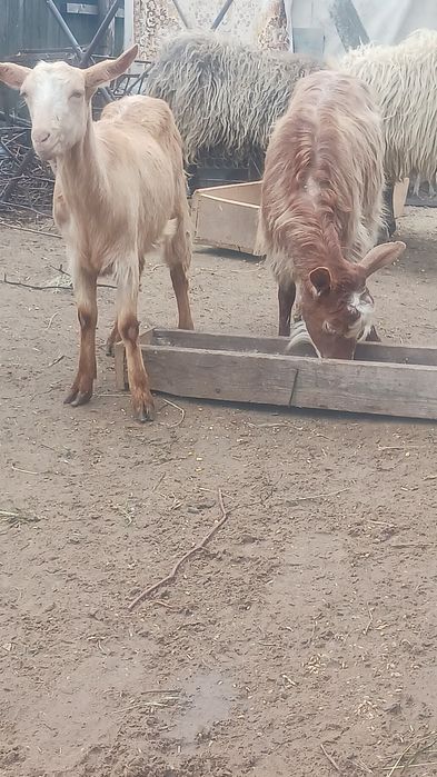 Vand 2 capre foarte bune de lapte