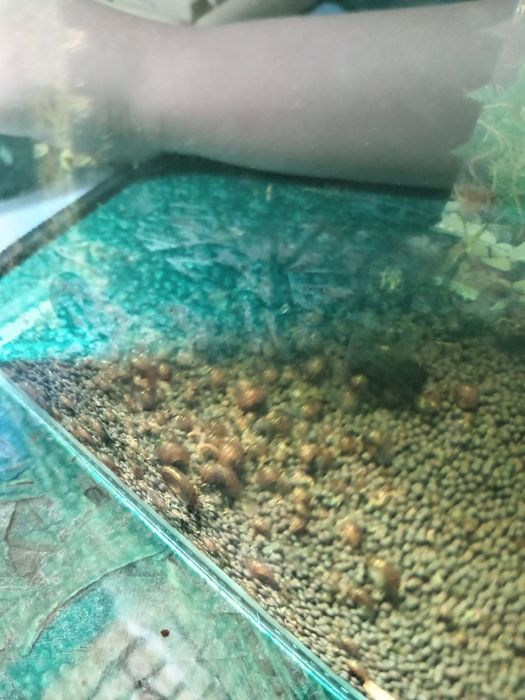 Продам улиток малышей