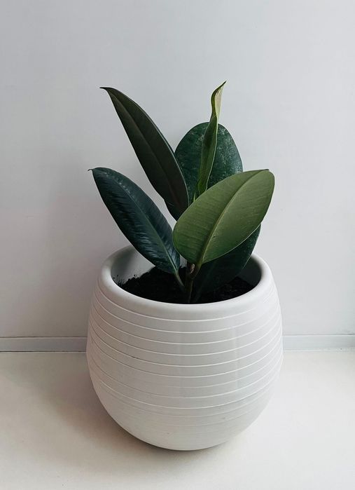 Фикус каучуконосный