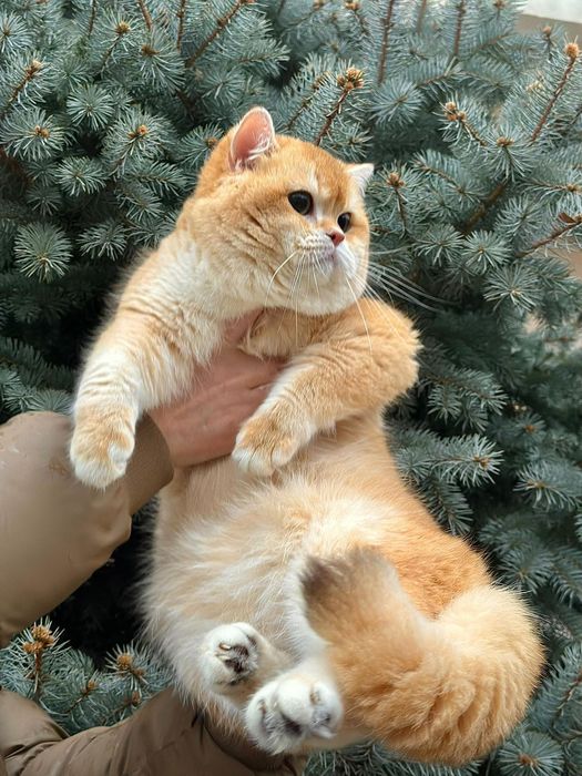 Бритаснский эксклюзив