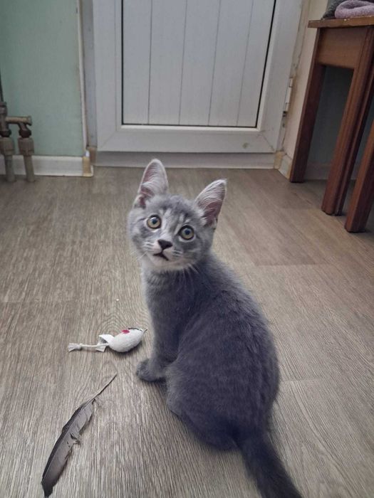 Котёнок дымчатый