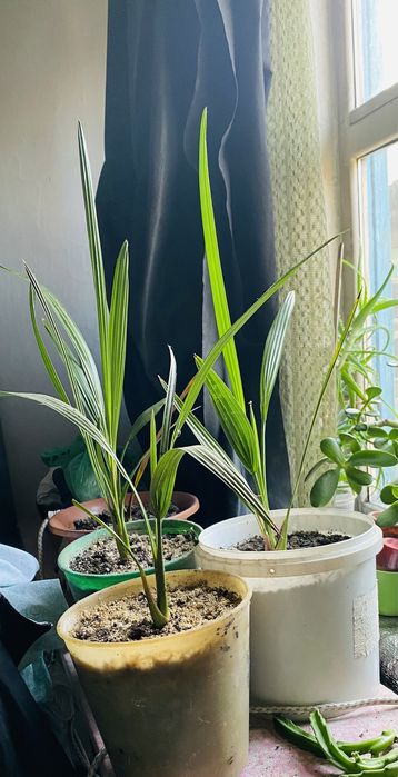 Финиковая пальма