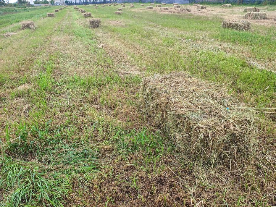Vând fân de iarbă cu 20% lucernă - baloți dreptunghiulari