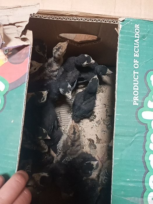 Продам индюшат домашних не инкубатор