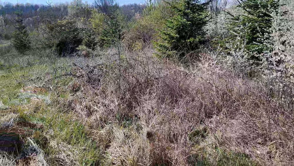 Servicii tocatre crengi/tocare vegetatie