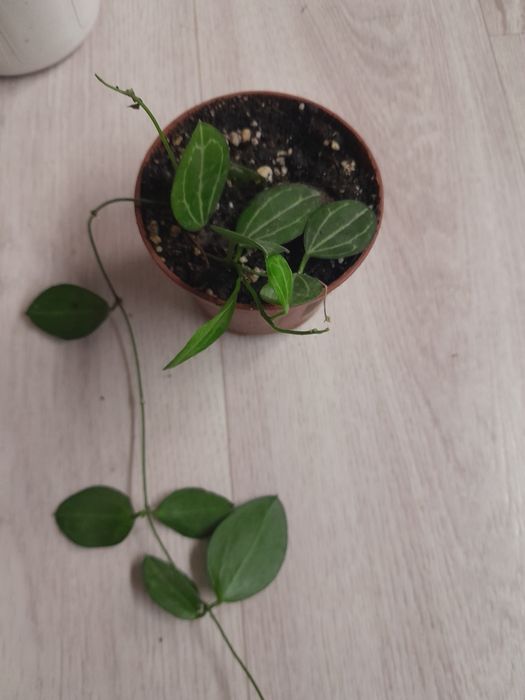 Продам черенки комнатных растений