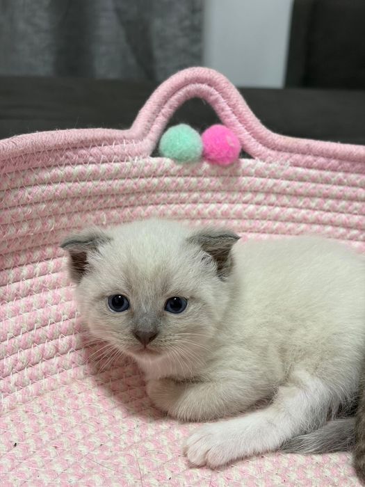 Котятв вислаухие