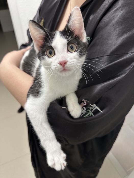 Пристраивается Котик