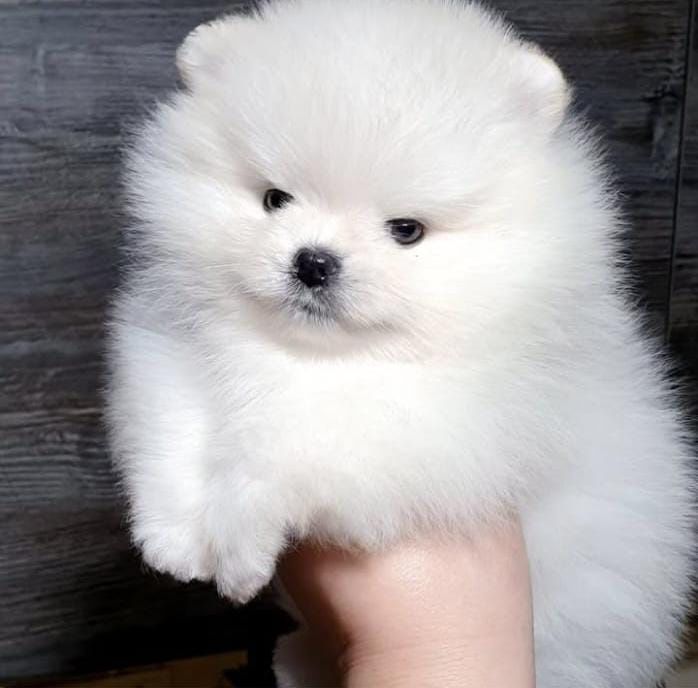 Померанский шпиц, 1,5 мес, померанский