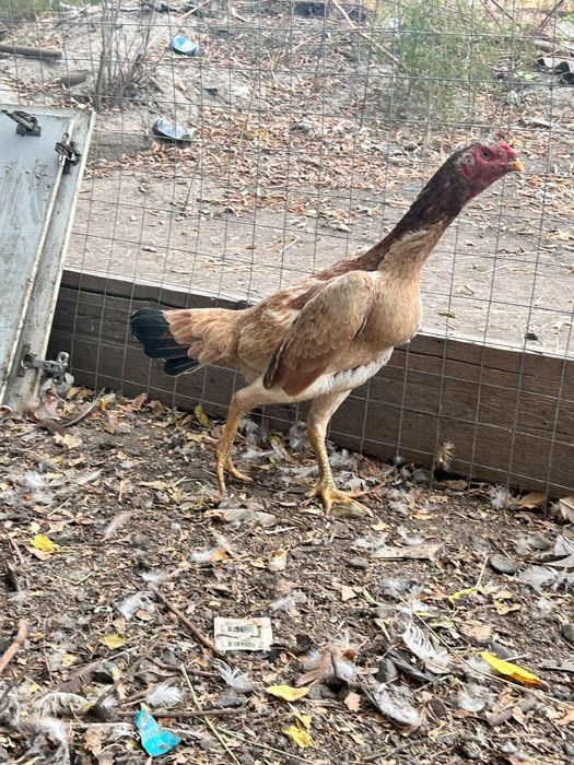 Продам курей даканок