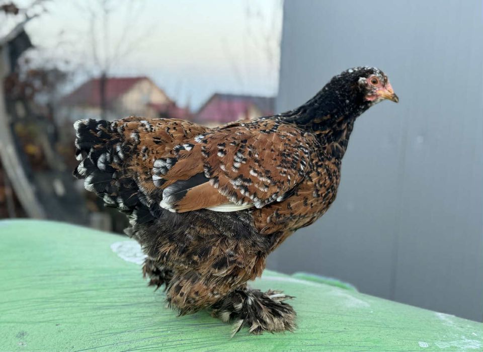 Cocos si gaina cochinghiba portelan