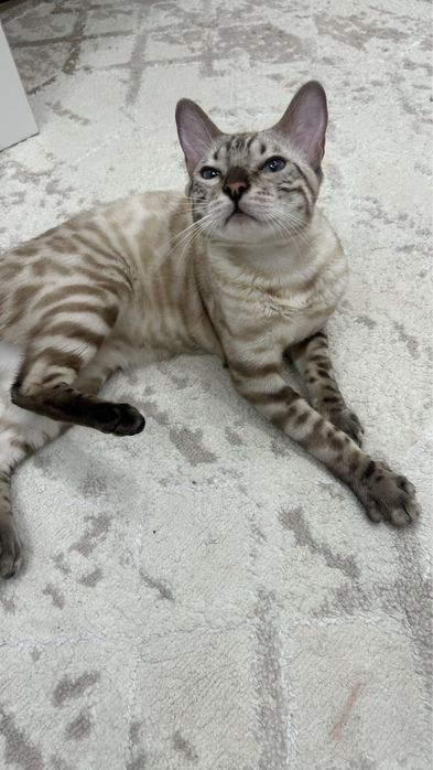Бенгальская кошка