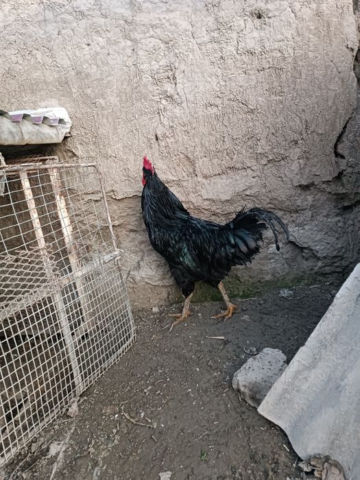 Qora shaxzoda xo'rozlari sotiladi qoni toza