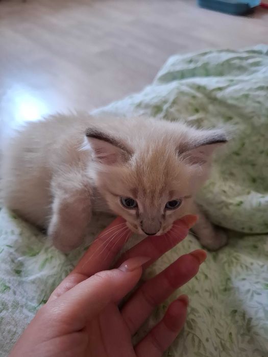 Отдам котенка в добрые ручки