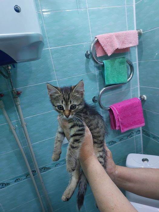 Малышка ищет дом