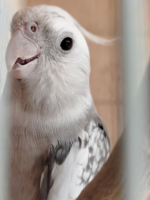 Продаётся корелла
Здоровая.
Продаётся вместе с к